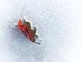 Autumn leaf frozen in the ice