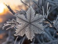 autumn leaf frozen icy leaves ice. Closeup of one big green fresh and frozen leaf during winter. Royalty Free Stock Photo