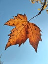 Autumn leaf. Golden fall leaf isolated on blue sky. Royalty Free Stock Photo