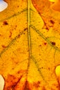 Autumn Leaf. Golden Fall season forest. Autumn Fall Leaves. Royalty Free Stock Photo