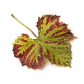 Autumn leaf of a grape plant