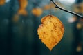 an autumn leaf hanging from a branch in front of a blurry background Royalty Free Stock Photo