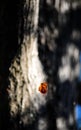 Autumn leaf hanging on a spider web