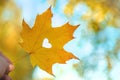 Autumn leaf heart on the background of the sky. Selective focus. Royalty Free Stock Photo