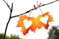 Autumn leaf with heart.