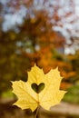 Autumn leaf heart shape cutting outdoors Royalty Free Stock Photo