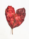 Valentines day autumn leaf love heart shape Royalty Free Stock Photo