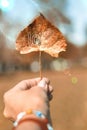 Autumn leaf holding with a hand with letters saying love