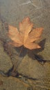 Autumn leaf in ice Royalty Free Stock Photo