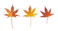 Autumn Leaf Isolated, Colored Autumn Tree Leaves, Red Orange Fol Royalty Free Stock Photo