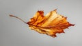 Autumn leaf isolated on gray background, Generative AI illlustrations Royalty Free Stock Photo