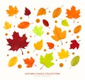 Autumn leave collection