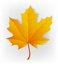 Autumn leaf. Leaf isolated on a white background. Autumn maple leaf. Vector Royalty Free Stock Photo