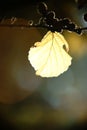 Autumn leaf Japanese Hamamelis in the backlight