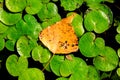 Autumn leaf on lake leafage Royalty Free Stock Photo