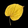 Autumn leaf of large-leaved linden, under-surface