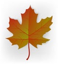 Autumn leaf. Leaf isolated on a white background. Autumn maple leaf. Vector Royalty Free Stock Photo