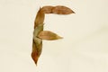 Autumn leaf letter F Background image. Natural forest leaf alphabet Background Royalty Free Stock Photo