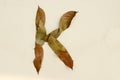 Autumn leaf letter K Background image. Natural forest leaf alphabet Background Royalty Free Stock Photo