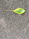 An autumn leaf lies on the asphalt Royalty Free Stock Photo