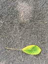 An autumn leaf lies on the asphalt Royalty Free Stock Photo