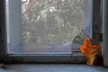 An autumn leaf lies on an old broken window Royalty Free Stock Photo