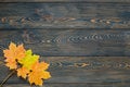 Autumn leaf life cycle. Autumn background with colorful fall maple leaves on rustic wooden table. Royalty Free Stock Photo