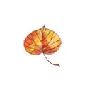 Autumn leaf - Linden. Autumn maple leaf isolated on a white background. Watercolor illustration.