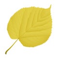 Autumn leaf linden Royalty Free Stock Photo