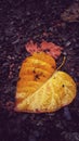 Autumn Leaf of Love Royalty Free Stock Photo