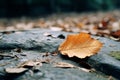 an autumn leaf lying on a rock in the forest Royalty Free Stock Photo