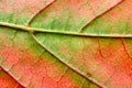 Autumn leaf macro