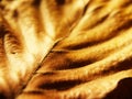 Autumn leaf (52) macro Royalty Free Stock Photo