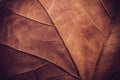 Autumn leaf macro texture Royalty Free Stock Photo