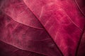 Autumn leaf macro texture
