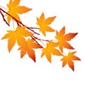 Autumn leaf maple branch. Vector illustration Royalty Free Stock Photo