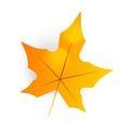 Autumn leaf. Autumn maple leaf isolated on a white background. simple cartoon flat style, vector illustration. For your poster, Royalty Free Stock Photo
