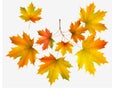 Autumn leaf maple and maple branch Royalty Free Stock Photo