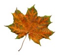 Orange maple leaf with green streaks isolated Royalty Free Stock Photo