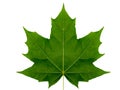 Autumn leaf maple on a white background isolated with clipping path.