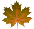 Autumn leaf maple on a white background isolated with clipping path. Nature. Royalty Free Stock Photo