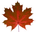 Autumn leaf maple on a white background isolated with clipping path. Nature. Royalty Free Stock Photo