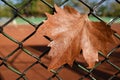 Autumn leaf on a metal fence on blurred background of a ground tennis court. The end of the season