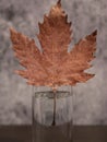 Autumn leaf. Minimal composition. Autumn background Royalty Free Stock Photo