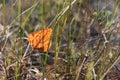 Autumn leaf in the morning dew in grass in summer Royalty Free Stock Photo