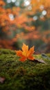 Autumn leaf on mossy forest floor Royalty Free Stock Photo