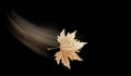 Autumn leaf one brown platanus tree isolated in black background falling by the wind Royalty Free Stock Photo