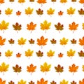 Autumn leaf pattern. Fall leaf decoration. Autumn background with maple leaf. Vector Royalty Free Stock Photo