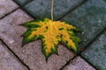 Autumn leaf on the pavement