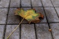 Autumn leaf on the pavement